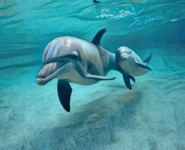 La delfinoterapia sus pros y contras