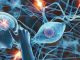 Imagen del cerebro y las conexiones neuronales para explicar la neurasteenia