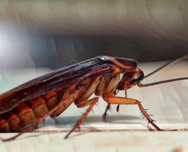 Cómo superar el miedo a las cucarachas y otros insectos