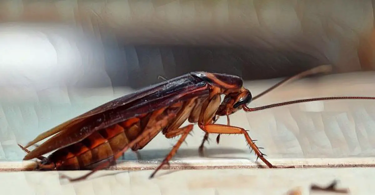 Cómo superar el miedo a las cucarachas y otros insectos