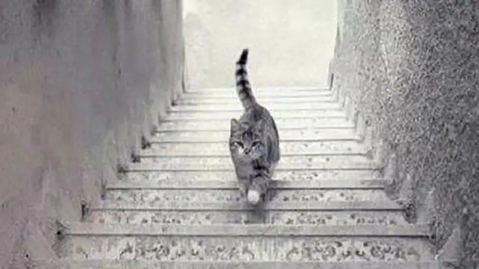 Ilusión óptica del gato que sube las escaleras