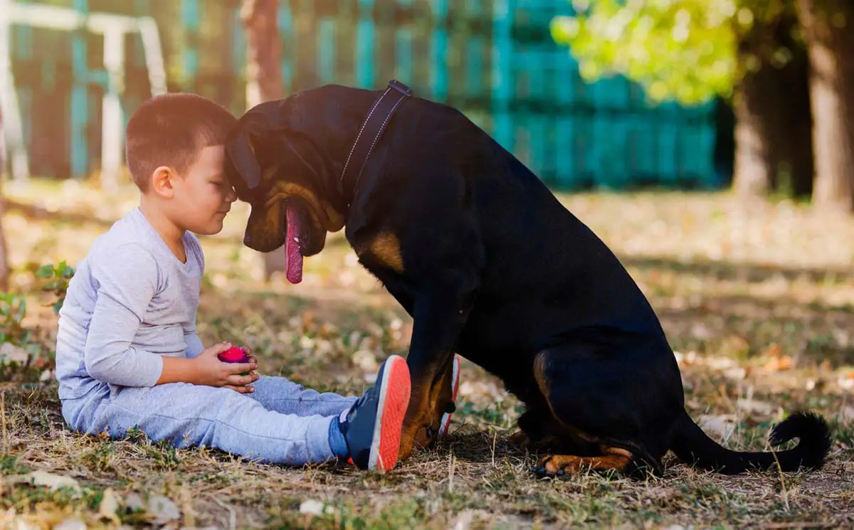 Niños con necesidades especiales y cómo se benefician de la interacción con una mascota