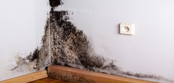 Problemas de moho en el hogar y las consecuencias a nivel metal